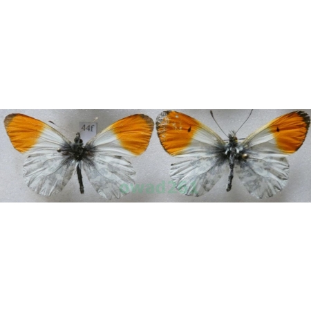 Anthocharis cardamines (Linnaeus, 1758) 2xmale Zorzynek rzeżuchowiec Czech44f